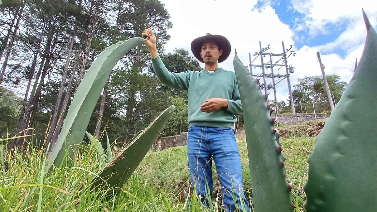 MAGUEY 2